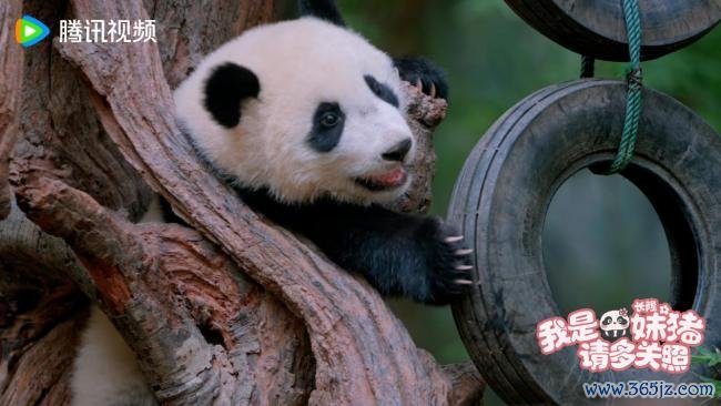 首部熊猫记载片暖热献映，揭秘熊猫“妹猪”的成长密码  