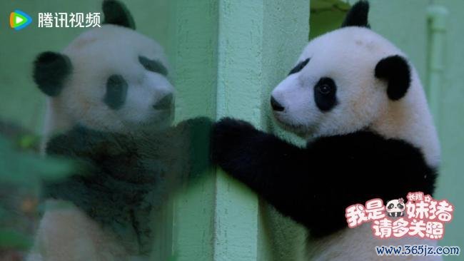 首部熊猫记载片暖热献映，揭秘熊猫“妹猪”的成长密码  